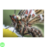 Laowa 100mm f2.8 2X Ultra Macro APO Lens w3shopping