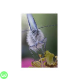 Laowa 100mm f2.8 2X Ultra Macro APO Lens w3shopping